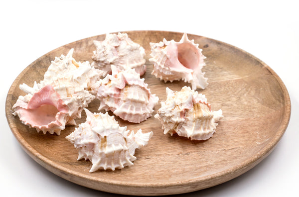 Natural White and Pink Murex Shell
